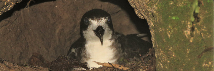 Galápagos